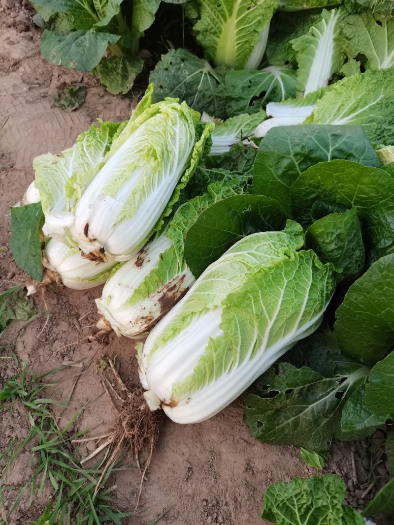 娃娃菜，大娃小娃马上上市