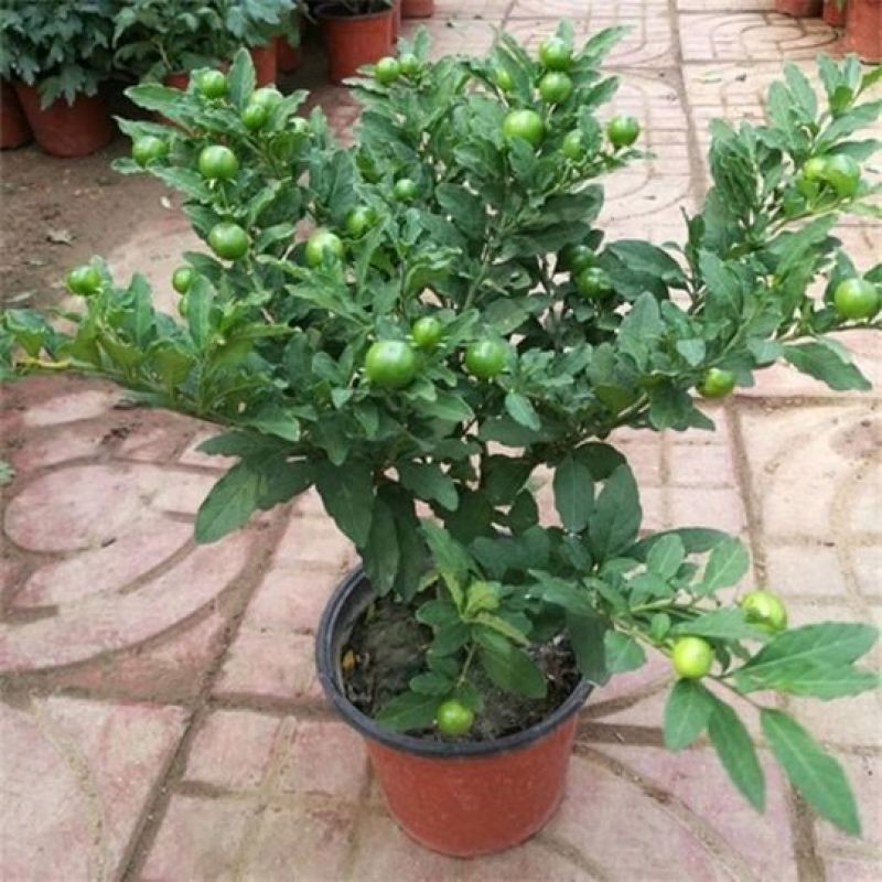珊瑚樱盆栽室内阳台盆栽花卉植物珊瑚豆看樱桃吉庆果观果植物