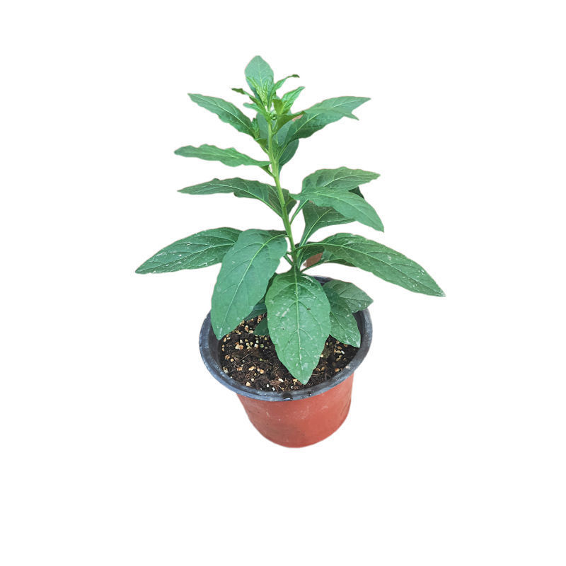 珊瑚樱盆栽室内阳台盆栽花卉植物珊瑚豆看樱桃吉庆果观果植物