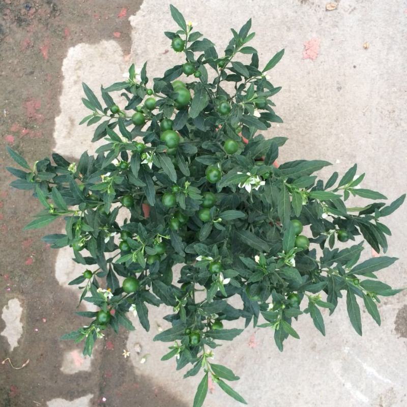 珊瑚樱盆栽室内阳台盆栽花卉植物珊瑚豆看樱桃吉庆果观果植物