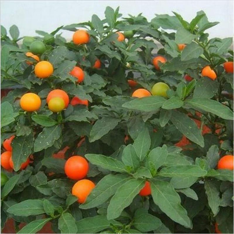珊瑚樱盆栽室内阳台盆栽花卉植物珊瑚豆看樱桃吉庆果观果植物