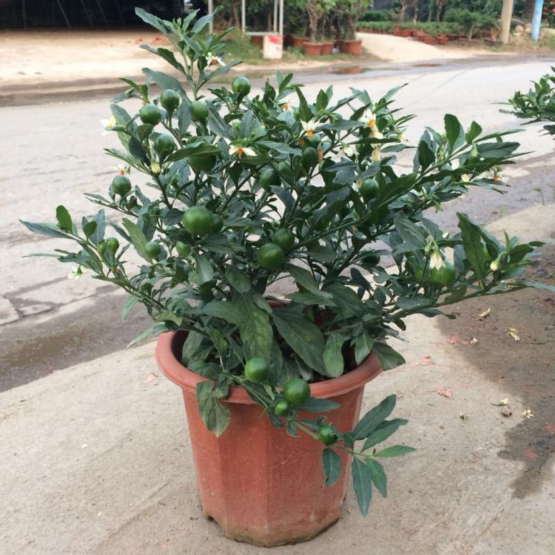 珊瑚樱盆栽室内阳台盆栽花卉植物珊瑚豆看樱桃吉庆果观果植物