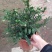 珊瑚樱盆栽室内阳台盆栽花卉植物珊瑚豆看樱桃吉庆果观果植物