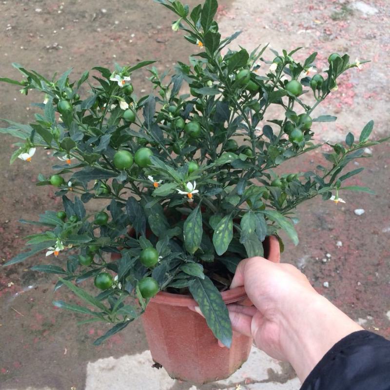 珊瑚樱盆栽室内阳台盆栽花卉植物珊瑚豆看樱桃吉庆果观果植物
