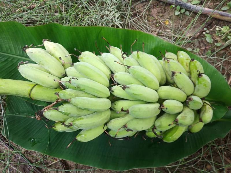 香蕉苗粉蕉苗金粉一号西贡蕉苗好种易活