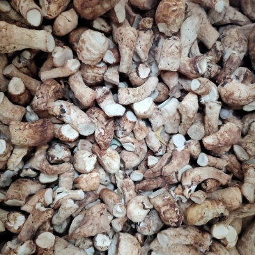 【产地直发】河南西峡香菇原产地大量供应香菇脚，香菇腿干货