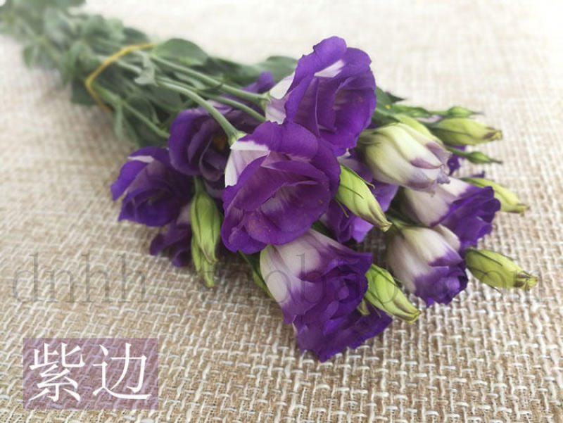 洋桔梗香槟色白色粉色礼物生日