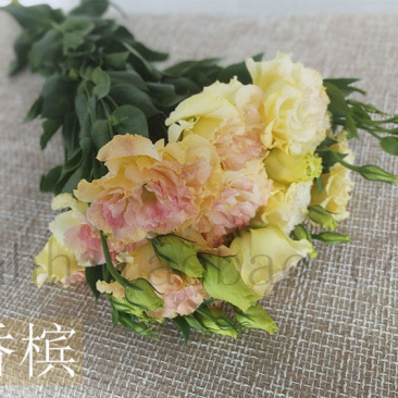 洋桔梗香槟色白色粉色礼物生日