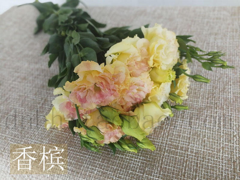 洋桔梗香槟色白色粉色礼物生日