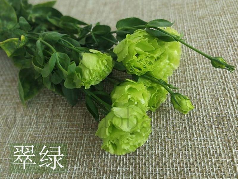 洋桔梗香槟色白色粉色礼物生日