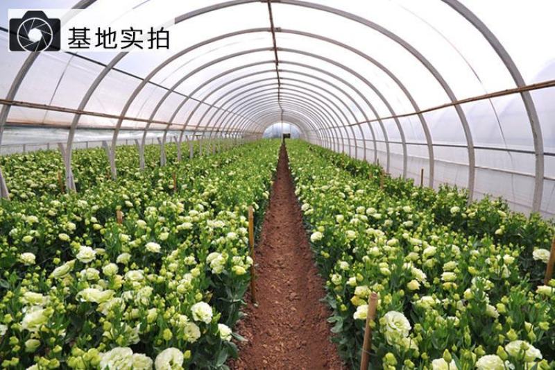 洋桔梗香槟色白色粉色礼物生日