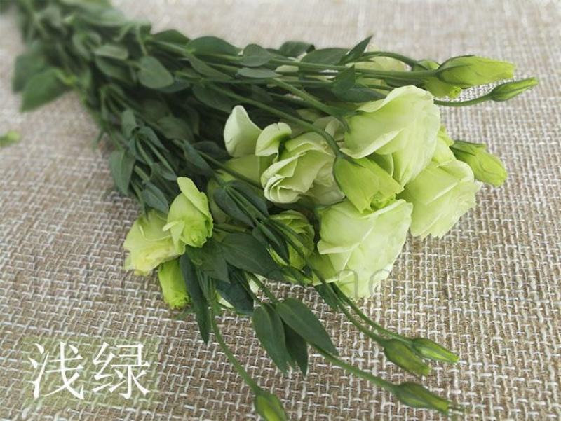 洋桔梗香槟色白色粉色礼物生日
