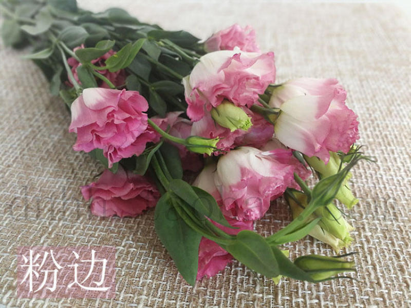 洋桔梗香槟色白色粉色礼物生日