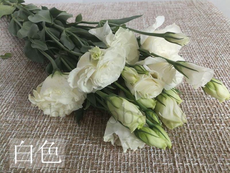 洋桔梗香槟色白色粉色礼物生日