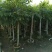 黑橄榄(带布袋)5-6公分