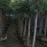 黑橄榄(带布袋)5-6公分