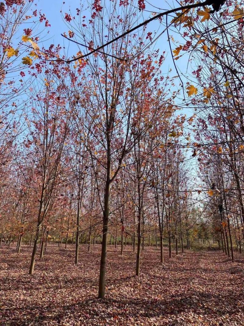 大量供应美国红枫秋火焰红点红冠5-25公分量大