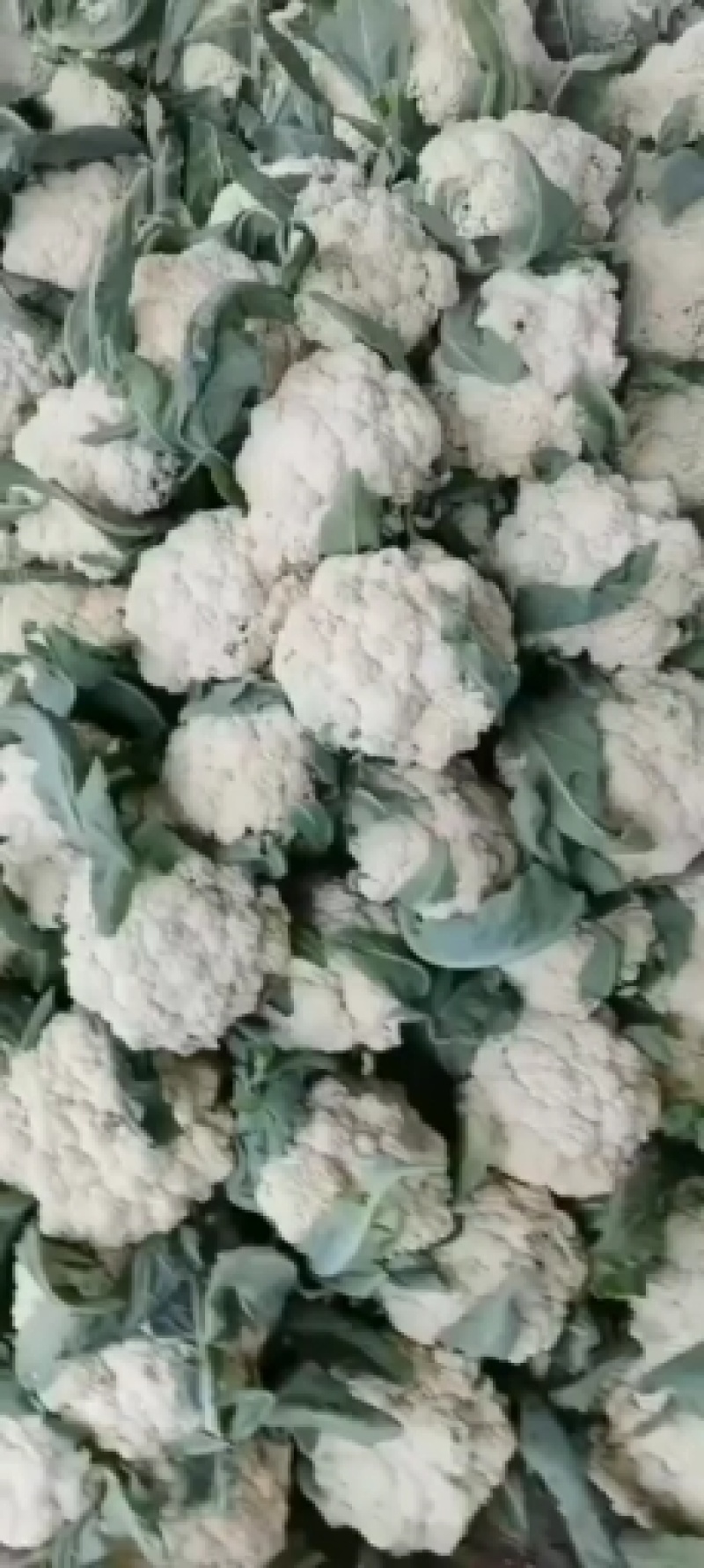 精品有机花，花白量大质量好，产地直销，欢迎选购