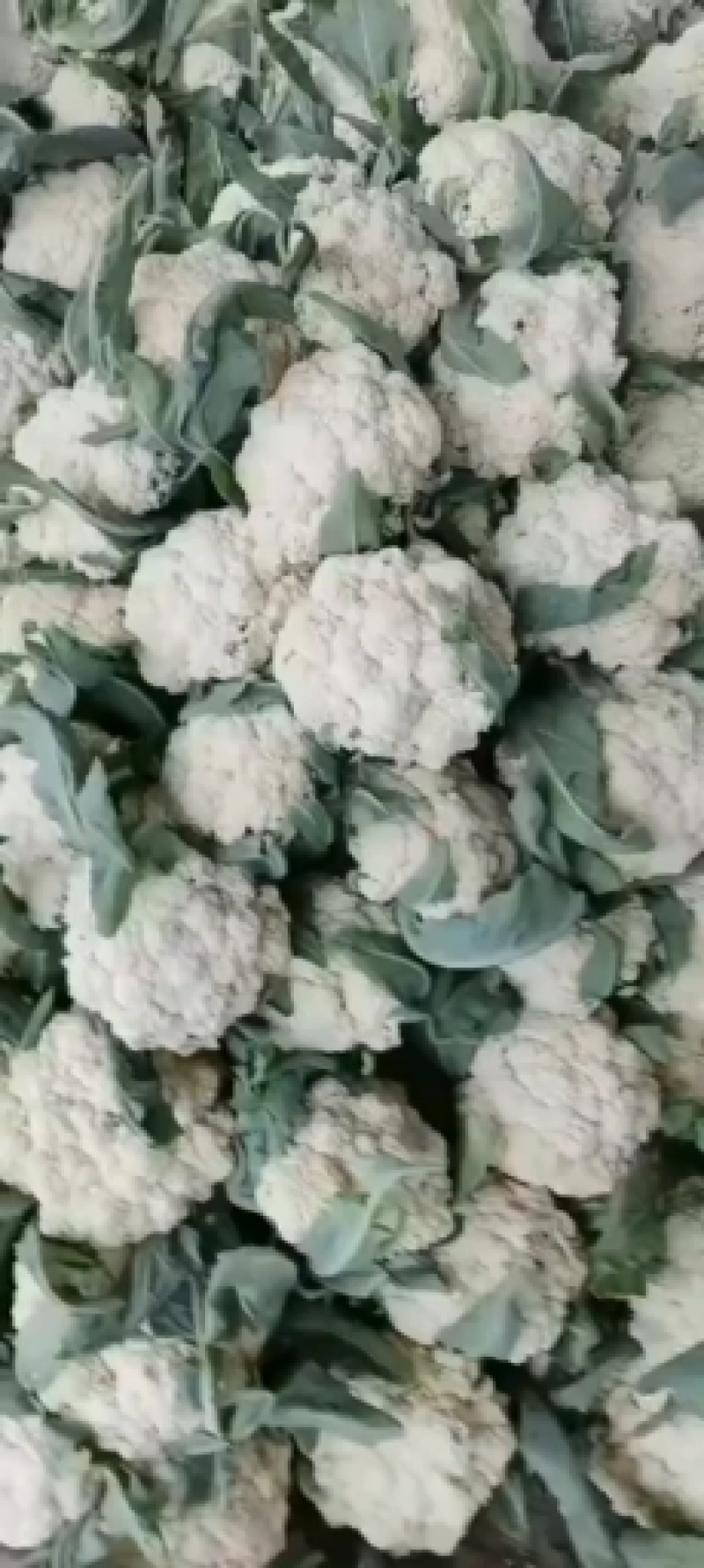 精品有机花，花白量大质量好，产地直销，欢迎选购