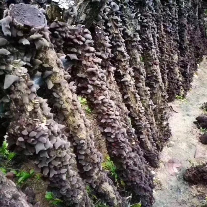 深山农产品黑木耳肉厚干净无杂质1000克包邮
