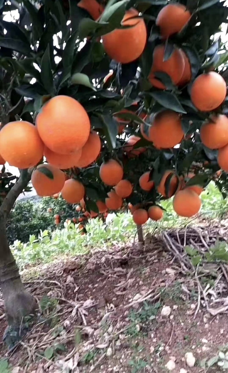 【推荐】精品奉节脐橙基地直供全国代发欢迎来电咨询