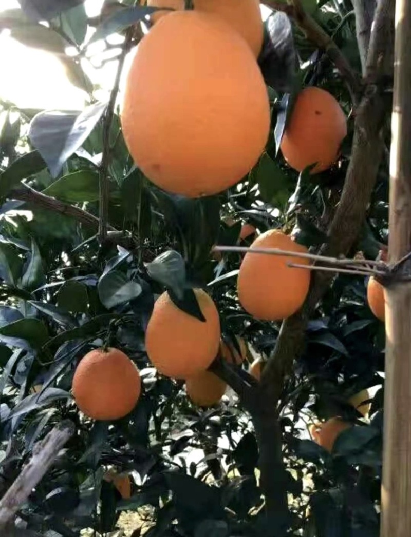 【批发代发】重庆奉节脐橙大量上市保质保量产地直发