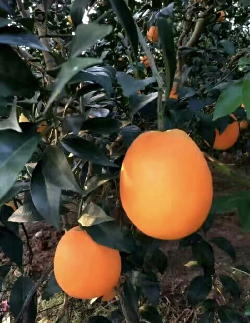 【批发代发】重庆奉节脐橙大量上市保质保量产地直发