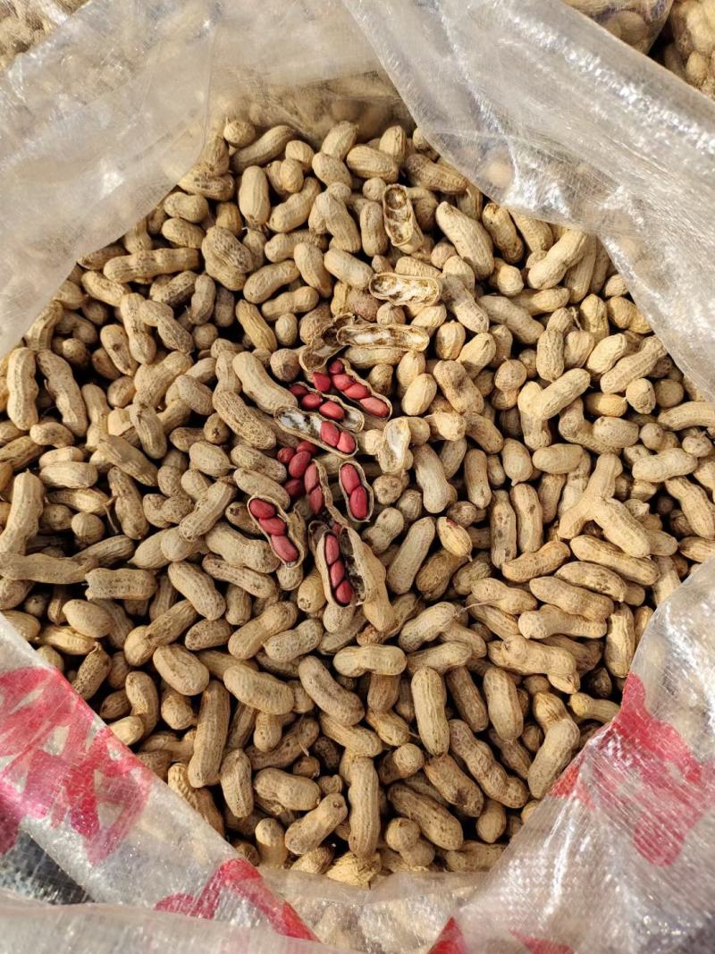 【推荐】洮南四粒红色选果花生，熟花生，果白，果粒饱满！