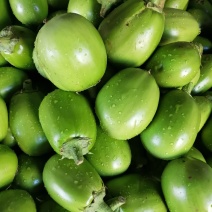 安阳市内黄县青茄子有货
