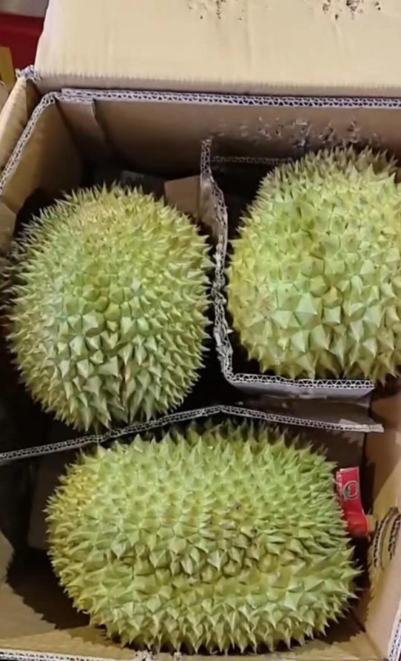 【一手货源常年有货】泰国金枕榴莲，大量供应，批发零售均可