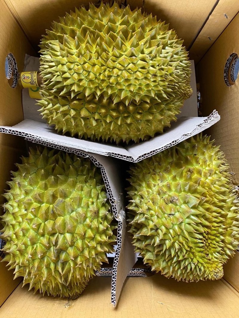 【一手货源常年有货】泰国金枕榴莲，大量供应，批发零售均可