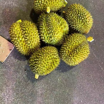 【一手货源常年有货】泰国金枕榴莲，大量供应，批发零售均可