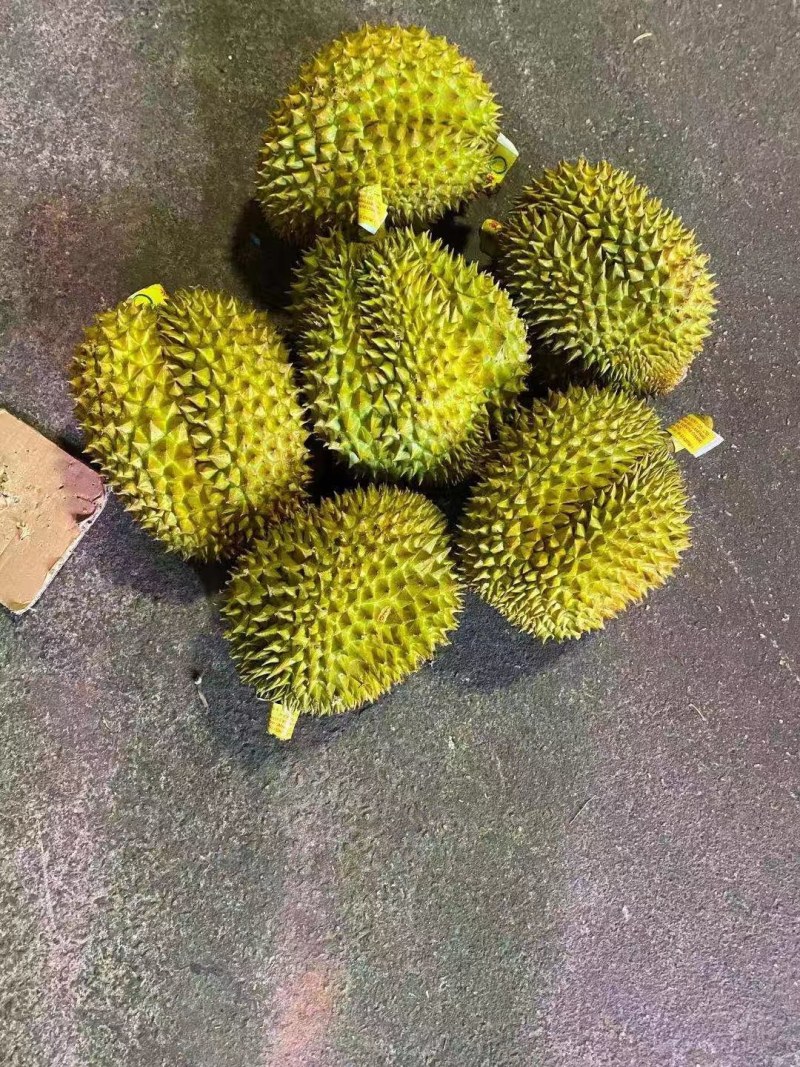 【一手货源常年有货】泰国金枕榴莲，大量供应，批发零售均可