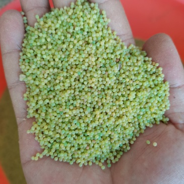 售3-10月豆丹卵，回收豆丹丈母虫，