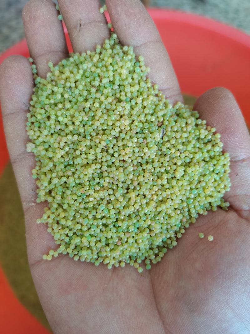售3-10月豆丹卵，回收豆丹丈母虫，