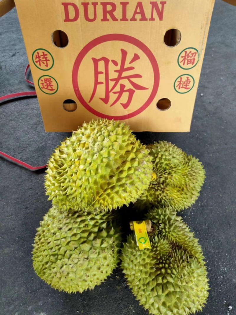 【一手货源常年有货】泰国金枕榴莲，大量供应，批发一件代发