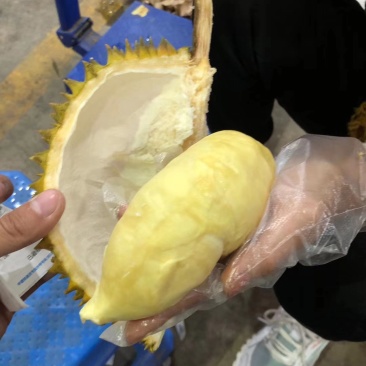 【一手货源常年有货】泰国金枕榴莲，大量供应，批发一件代发