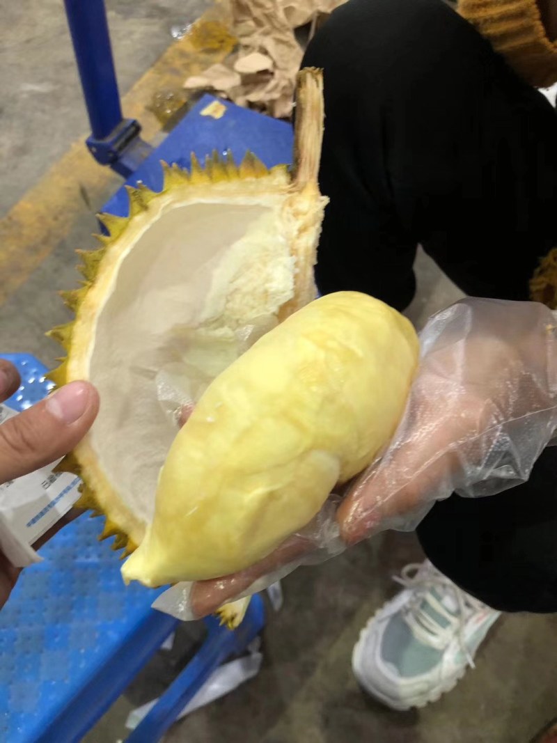 【一手货源常年有货】泰国金枕榴莲，大量供应，批发一件代发