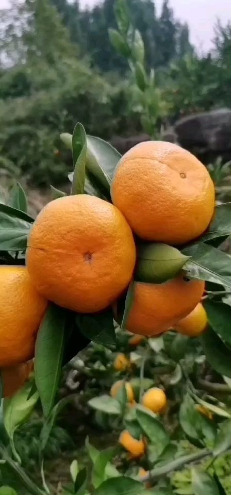 湖北三峡特早熟蜜桔产地大量销售！产地一手货源无中间商！