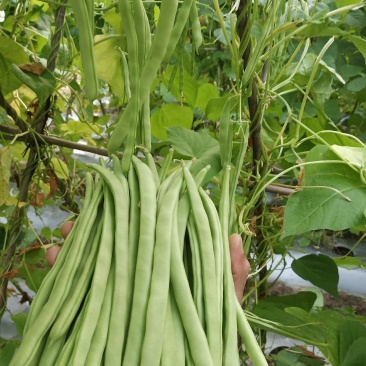 四季豆云南四季豆大白条
