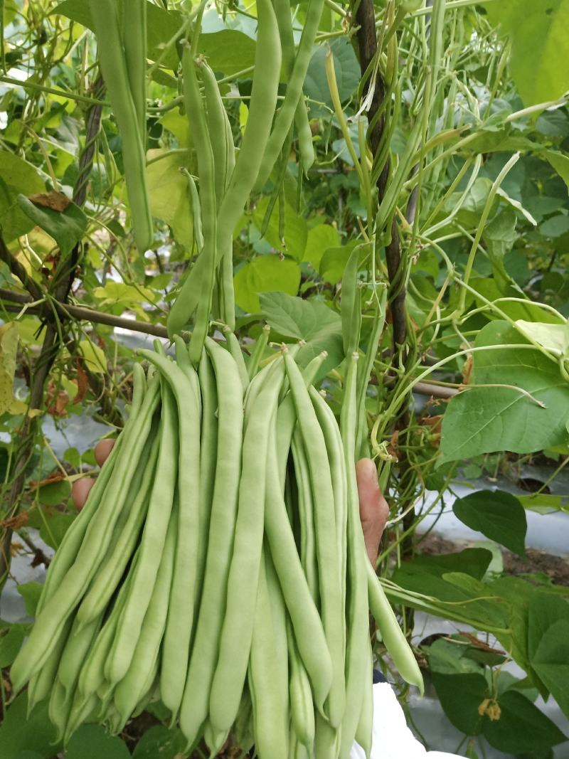 四季豆云南四季豆大白条