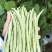 四季豆云南四季豆大白条