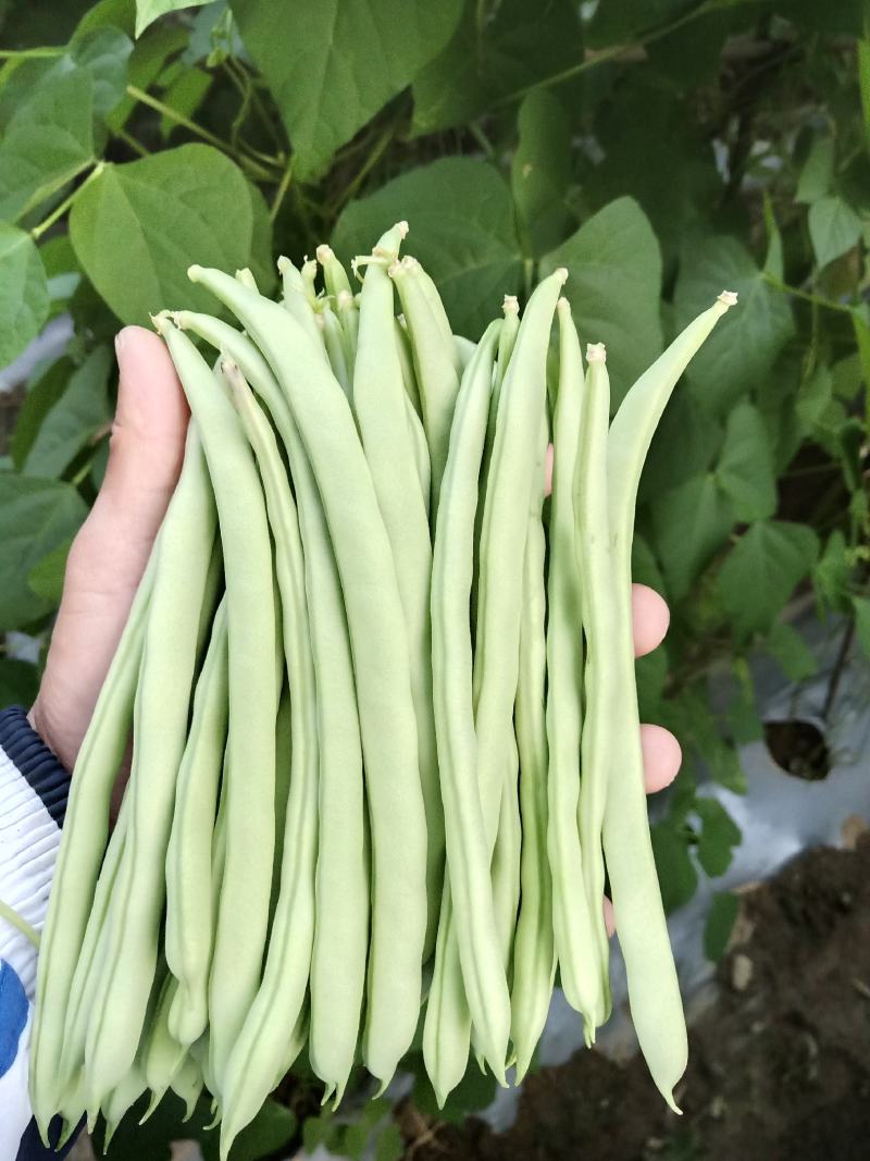 四季豆云南四季豆大白条