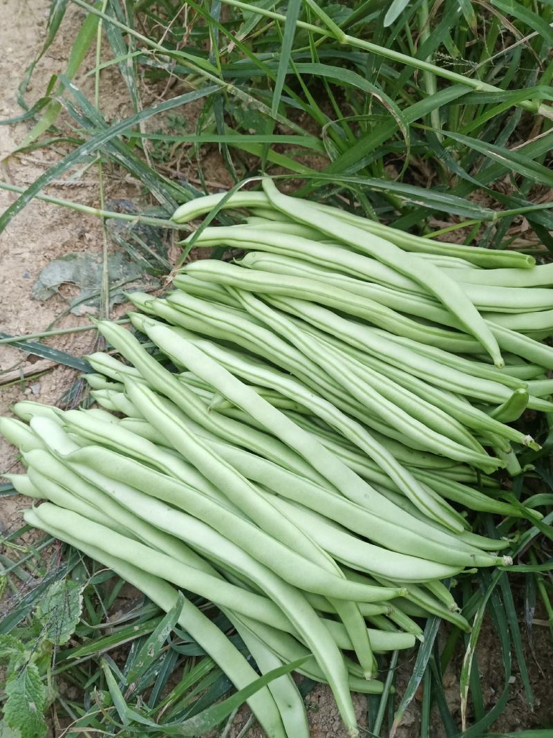 四季豆云南四季豆大白条