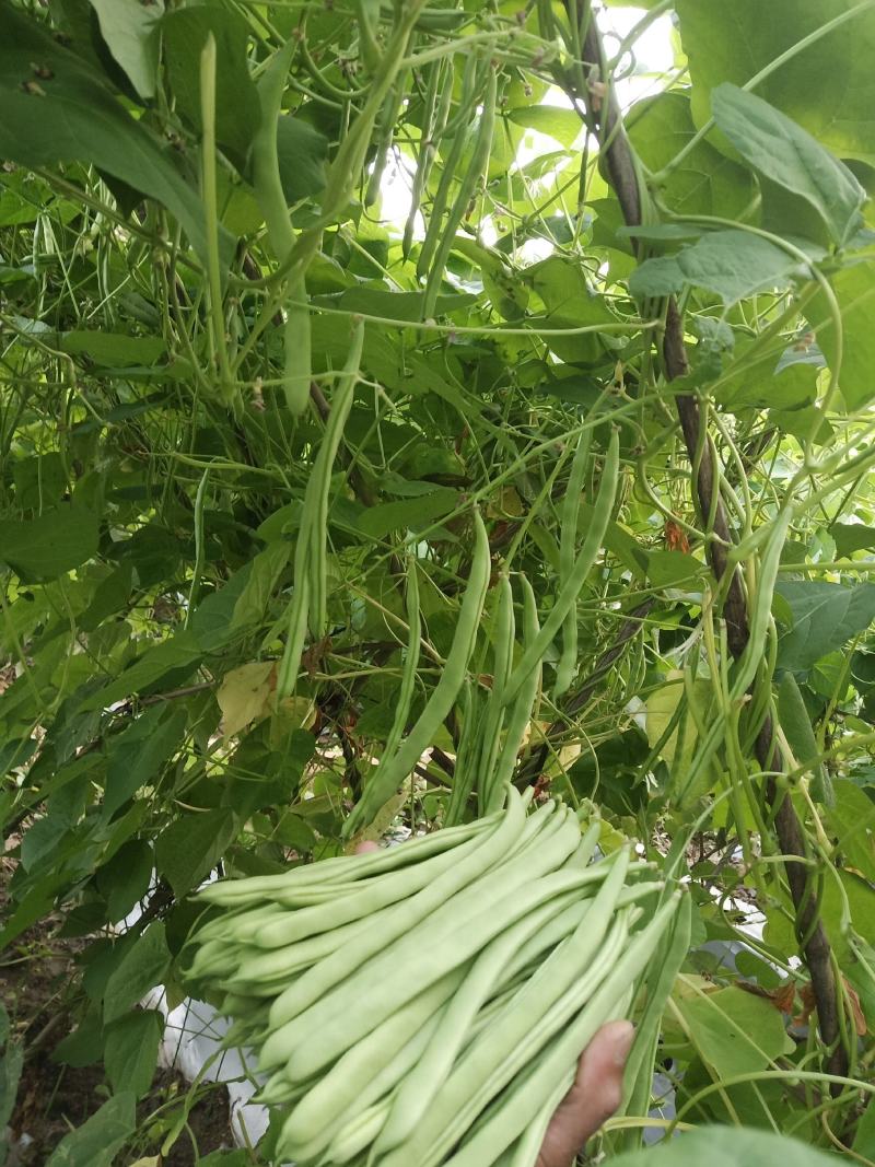 四季豆云南四季豆大白条