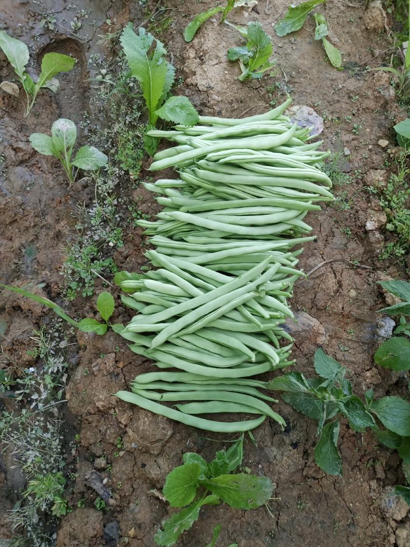 四季豆云南四季豆大白条