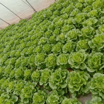 本菜农主营生菜，油麦菜，欢迎各位老板前来订购！