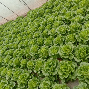 本菜农主营生菜，油麦菜，欢迎各位老板前来订购！