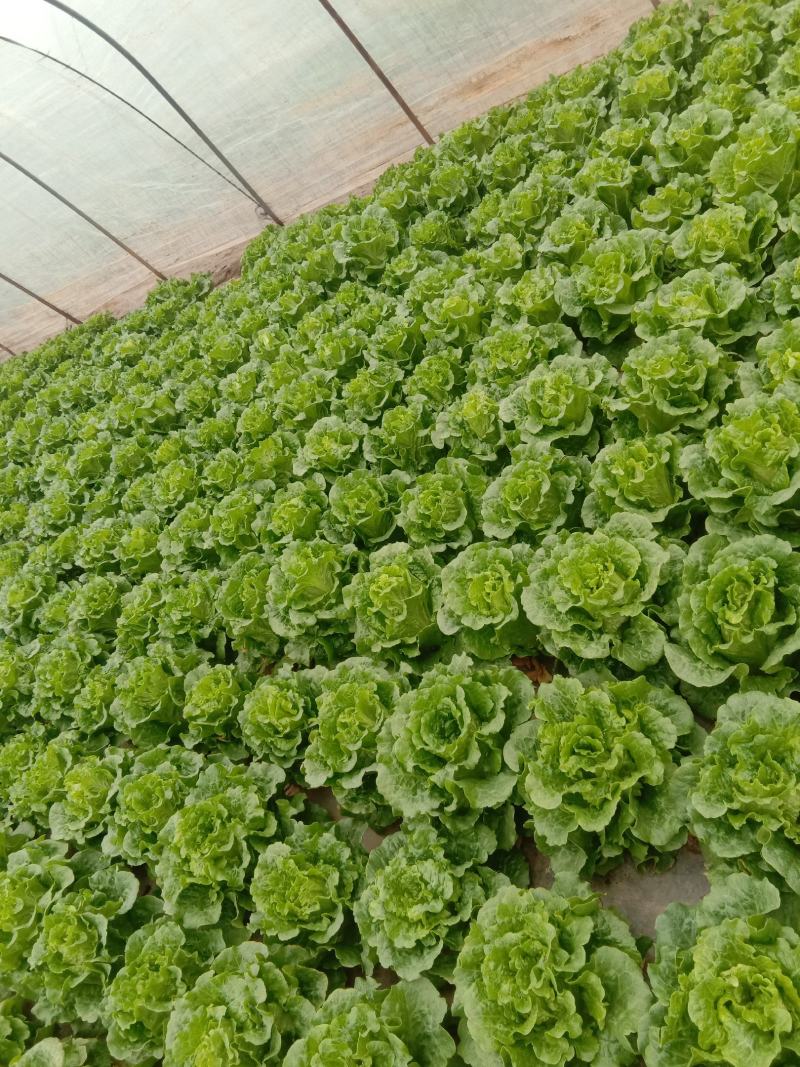 本菜农主营生菜，油麦菜，欢迎各位老板前来订购！
