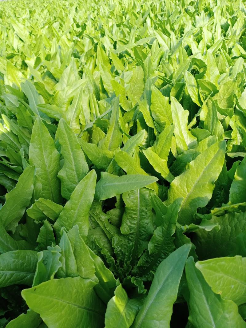 本菜农主营生菜，油麦菜，欢迎各位老板前来订购！